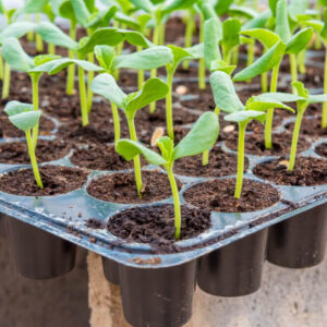 Nursery Trays 66/200 holes