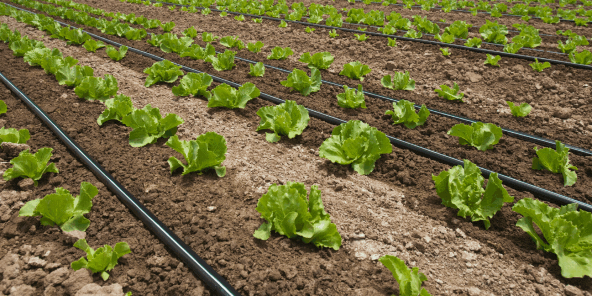 Web Banner Irrigation